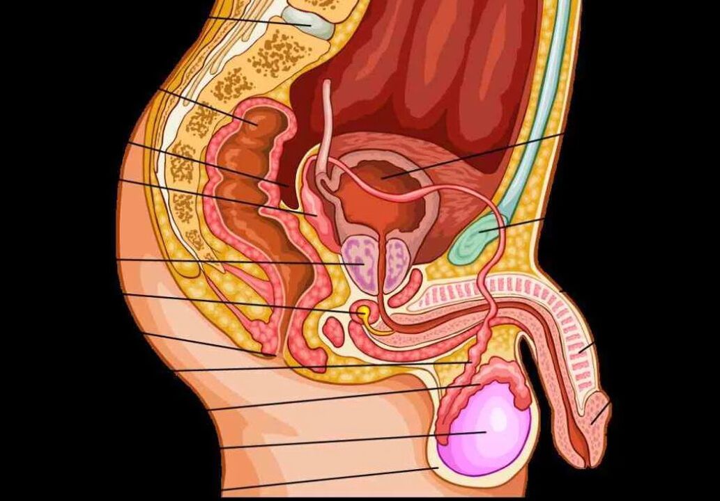 anatomy of male penis
